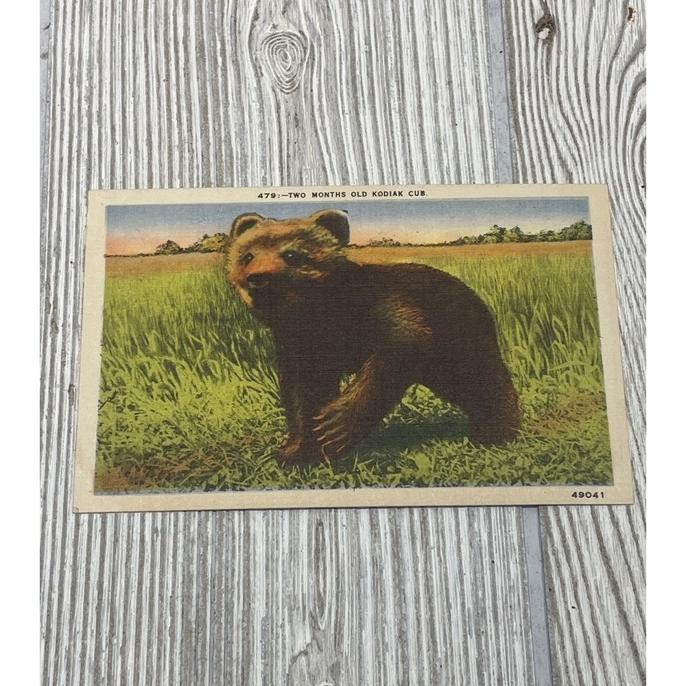 Vintage Postcard C.P. Johnston 479 Two Month Old Kodiak Bear Cub 49041 Alaska